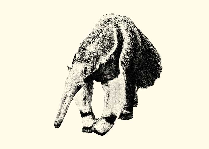 Giant anteater