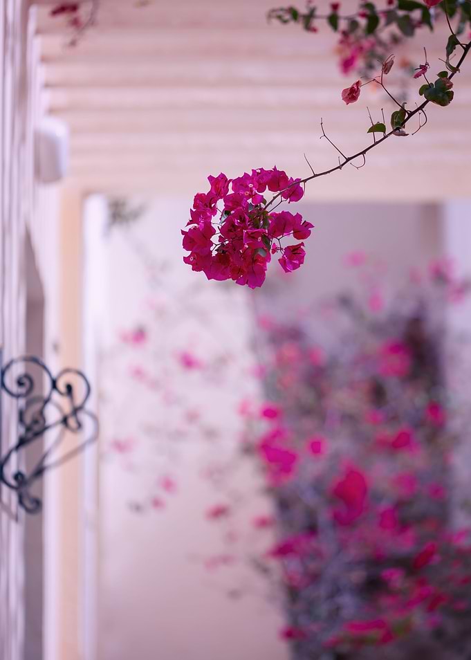 Pink bougainvillea flowers