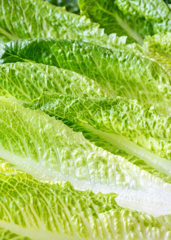 Romaine lettuce leaves
