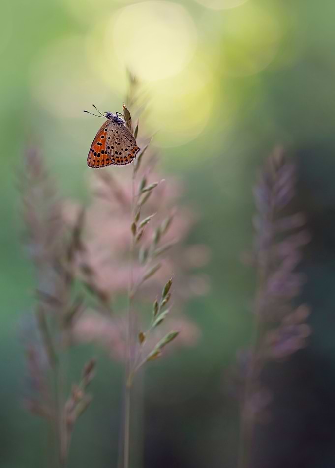 Resting at dawn