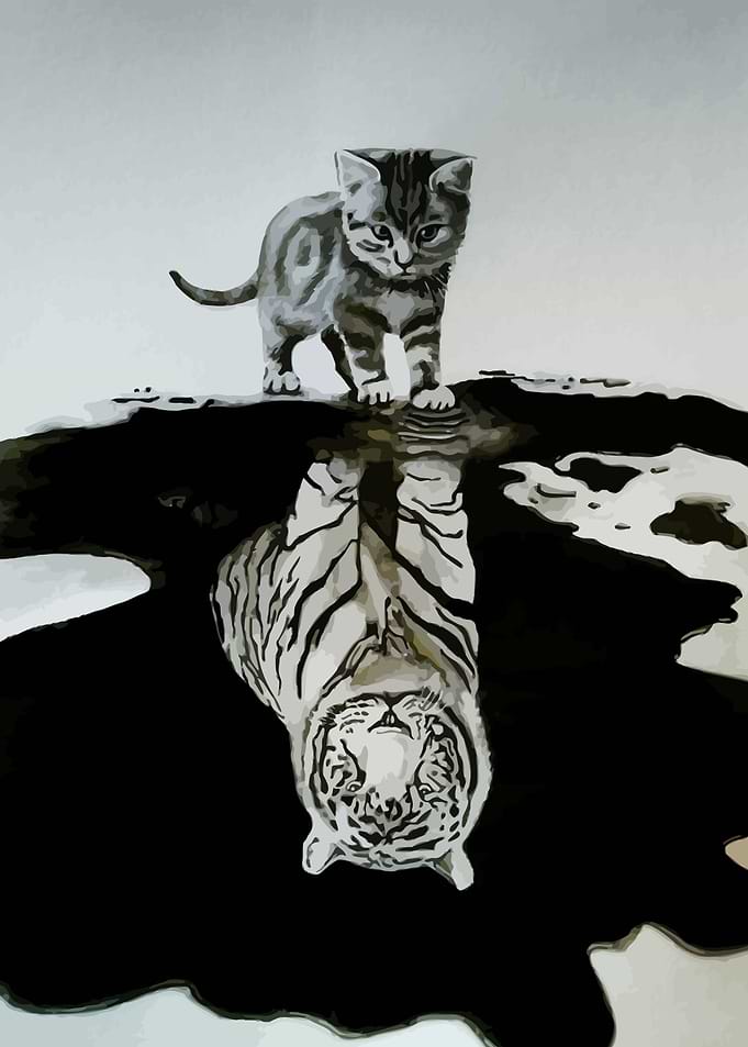 Cat Reflection Tiger