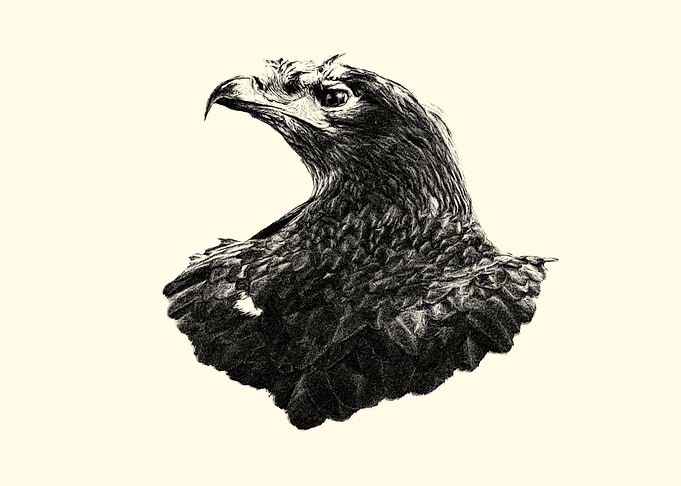 Steppe eagle