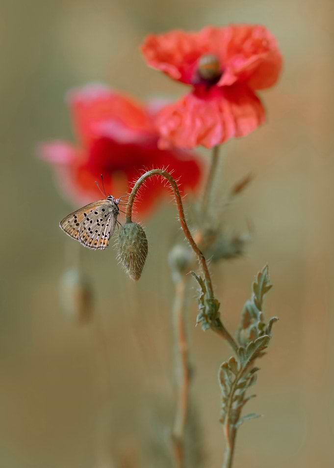 Red poppies