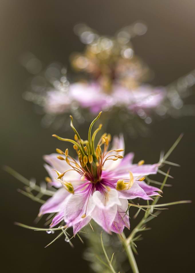 Nigella