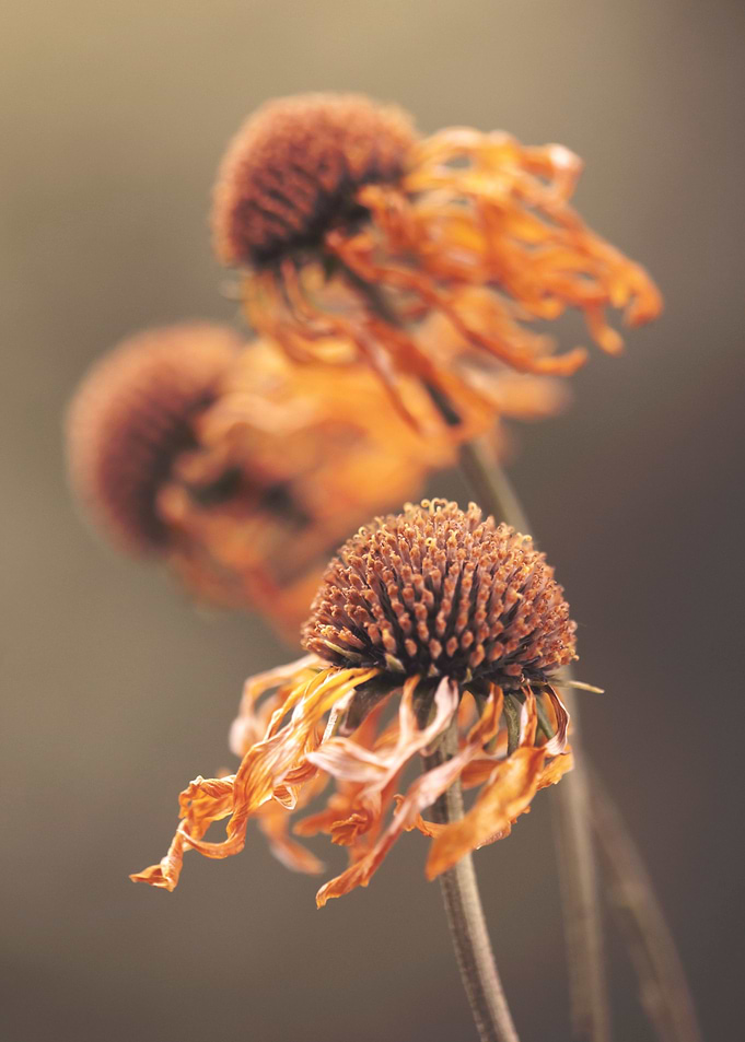 Autumn impression