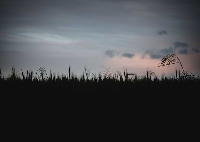 Serene Sunset Fields