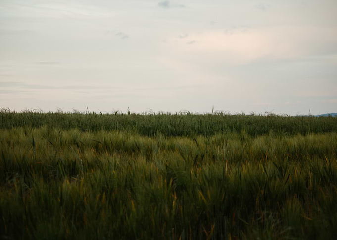 Golden Hour Fields