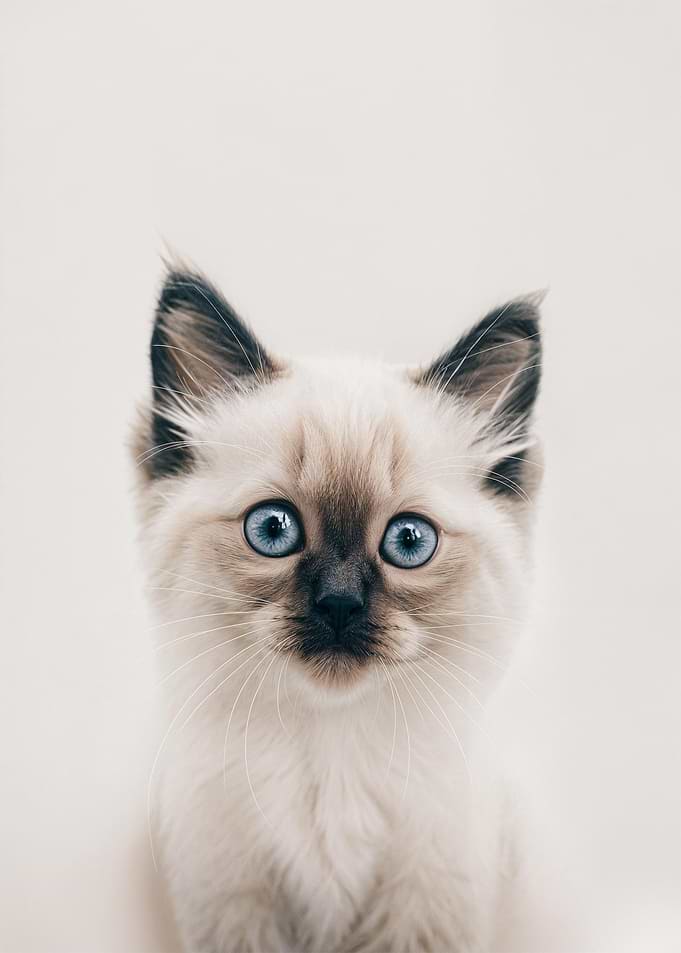 Cute Baby Ragdoll Cat