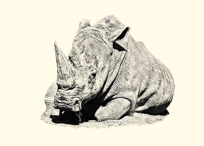 Rhinoceros