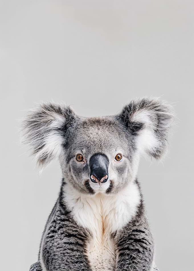 Cute Baby Koala