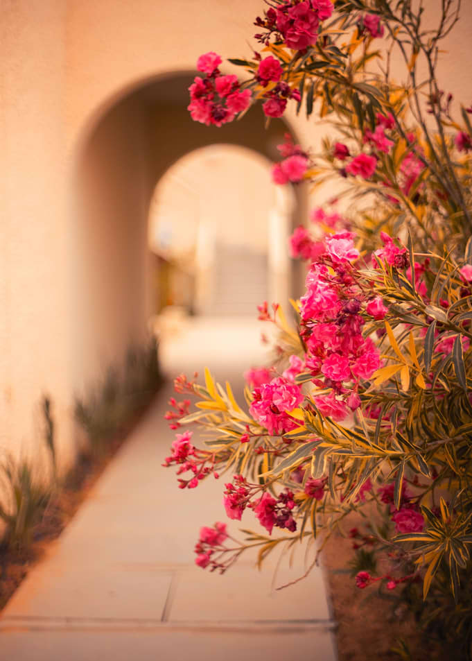 Pink oleander flowers