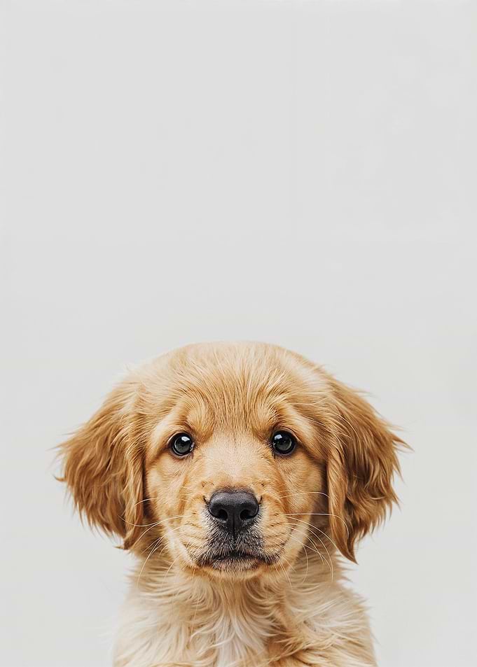Cute Baby Golden Retriever