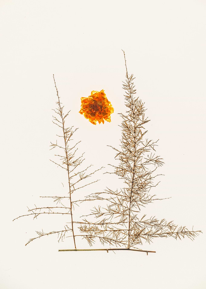nature tree