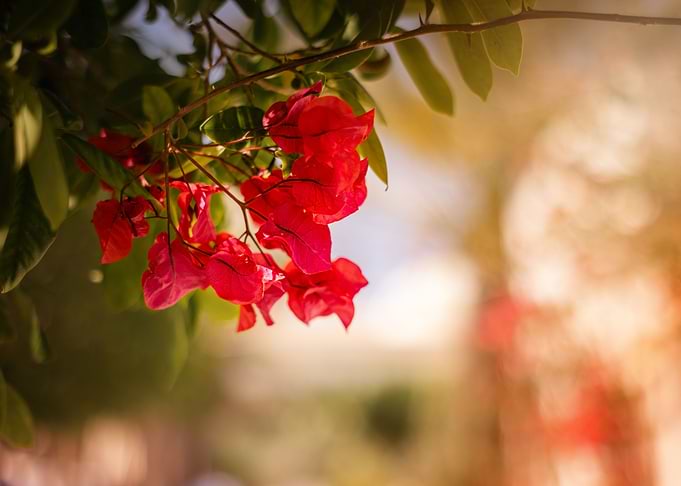 Red bougainvillea flowers