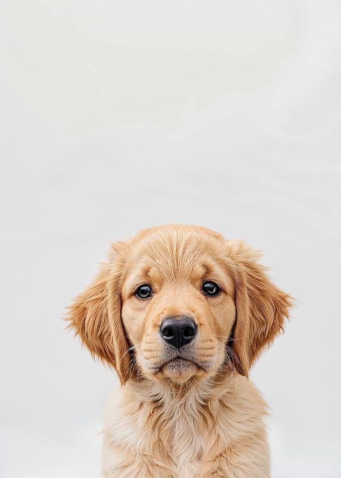 Cute Baby Golden Retriever