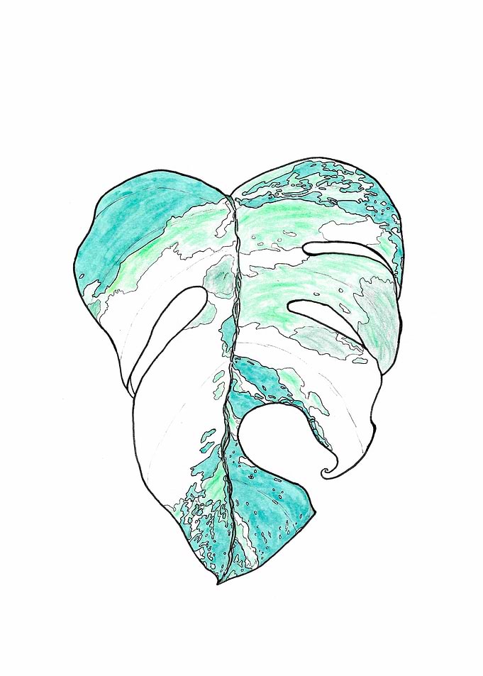 Giant Monstera Leaf