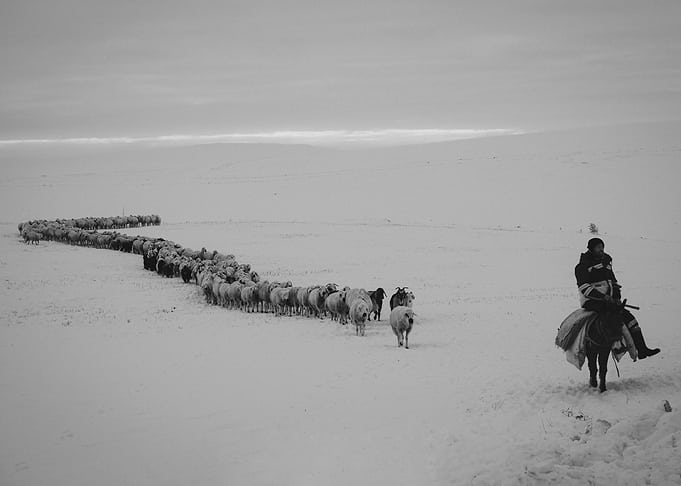snow herdsman