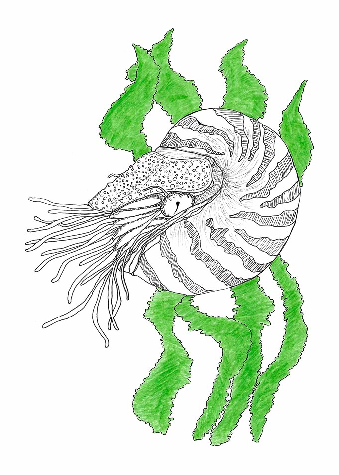 Deepsea nautilus