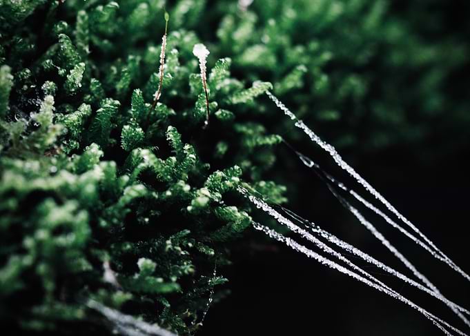 Web in the ice