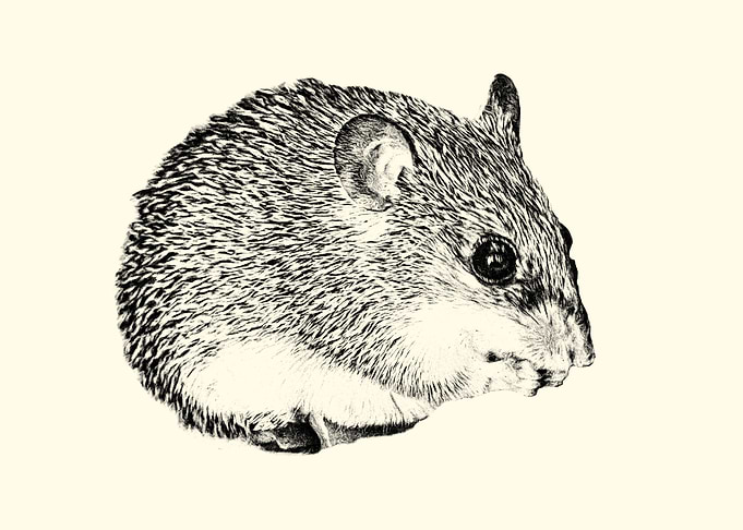 Cairo spiny mouse