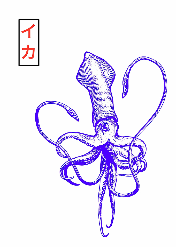 Squid