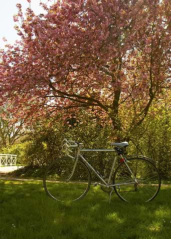spring tree and retro bike