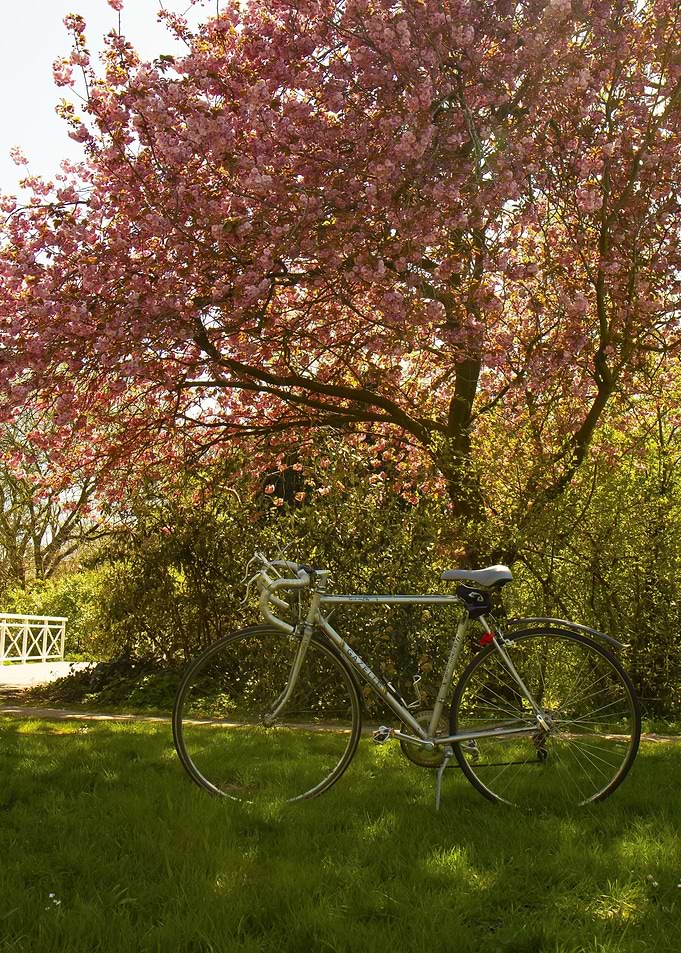spring tree and retro bike