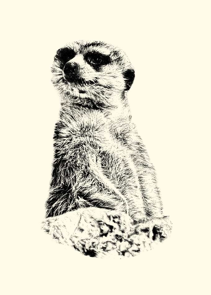 Meerkat