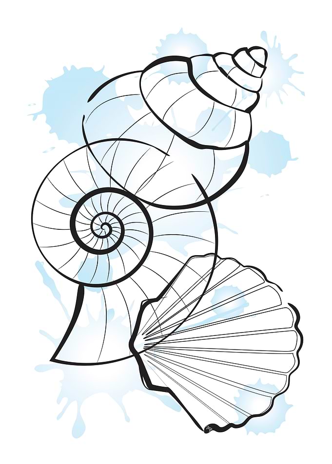 Sea Shells