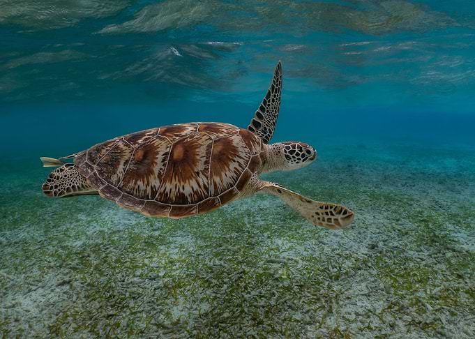 Swimming Green Sea Turtle