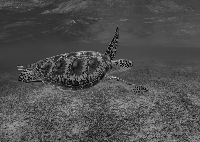 Swimming Green Sea Turtle