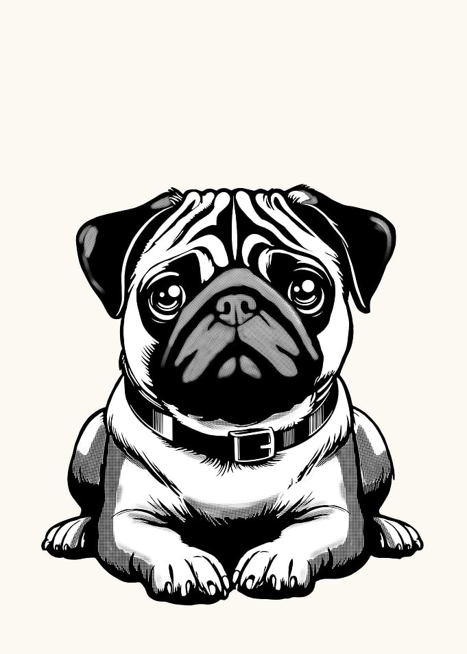 Pug