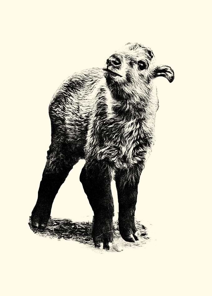 Baby takin
