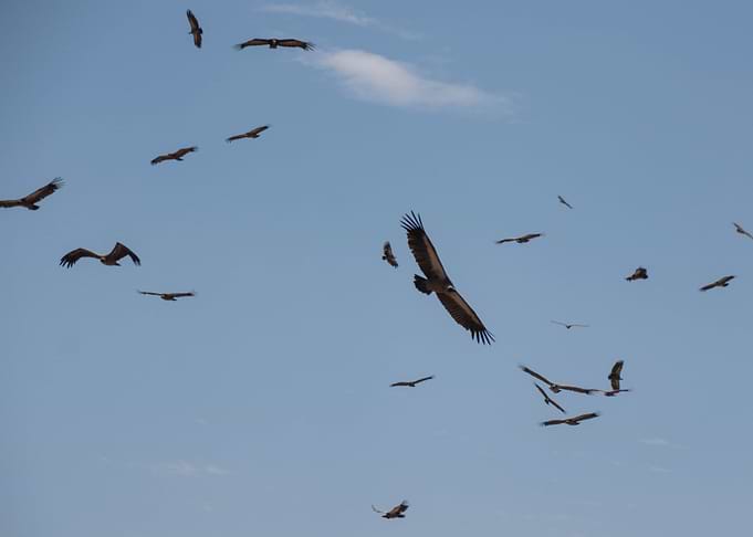 Flying Vultures