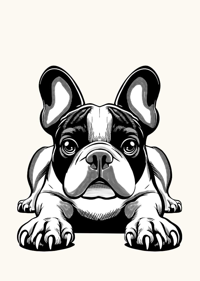 French Bulldog