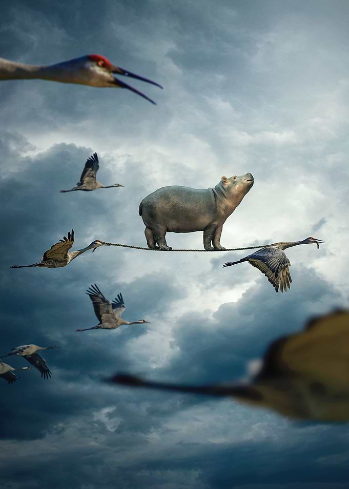 Cranes in Flight
