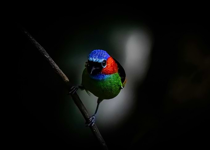 color bird