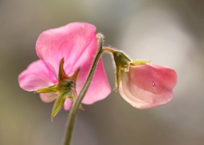 Pink flowers