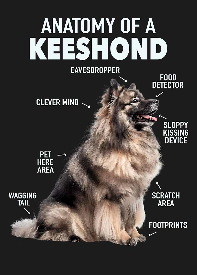 Keeshond