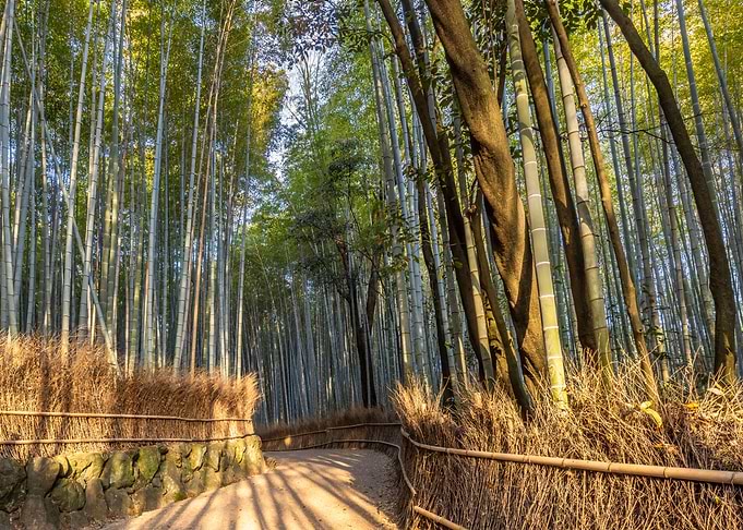 Arashiyama Bamboo Forest
