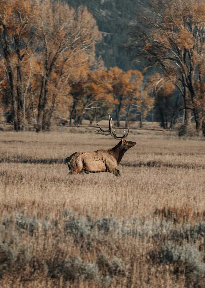 deer and nature