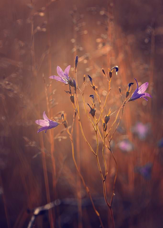 Purple flowers in meadow