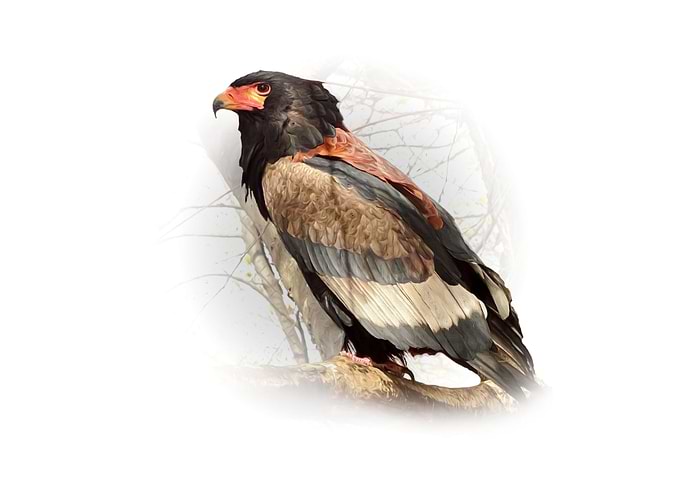 Bateleur