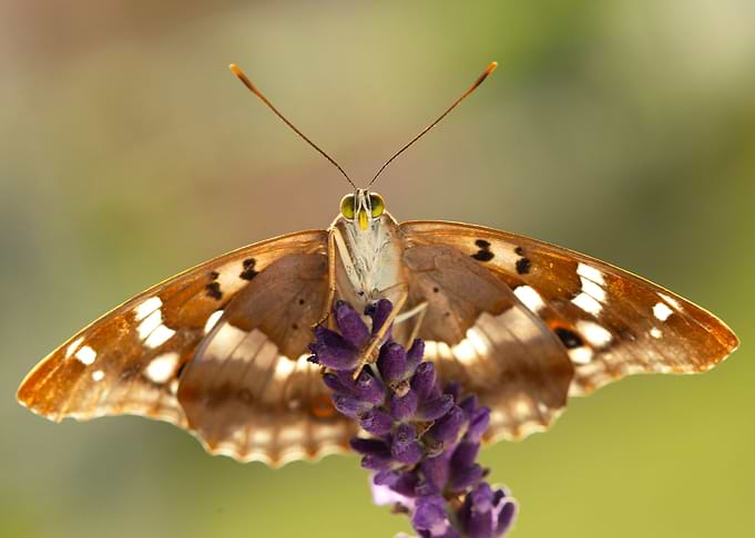 Summer butterfly