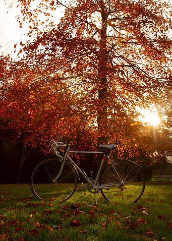 autumn tree with bike
