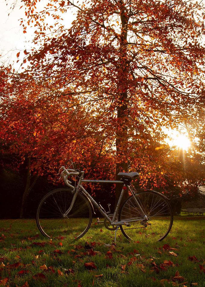 autumn tree with bike