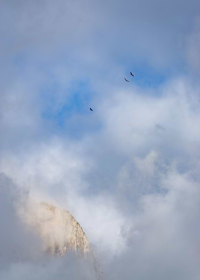 Mountain mist