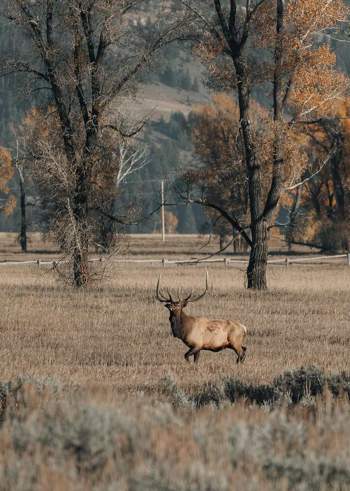 deer and fall