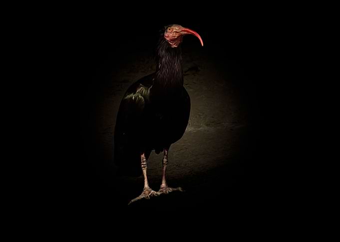 Northern bald ibis