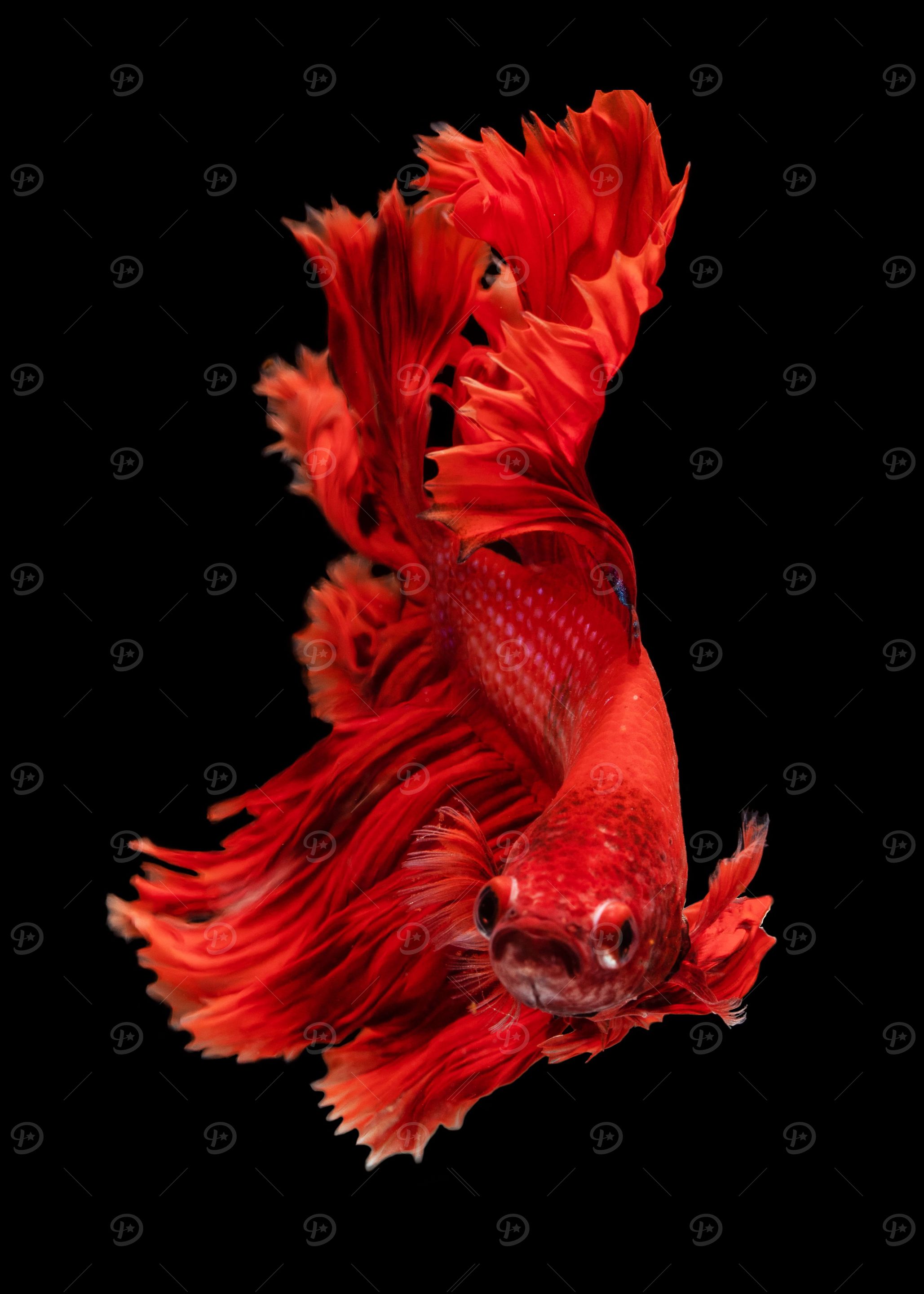 beautiful fish red color